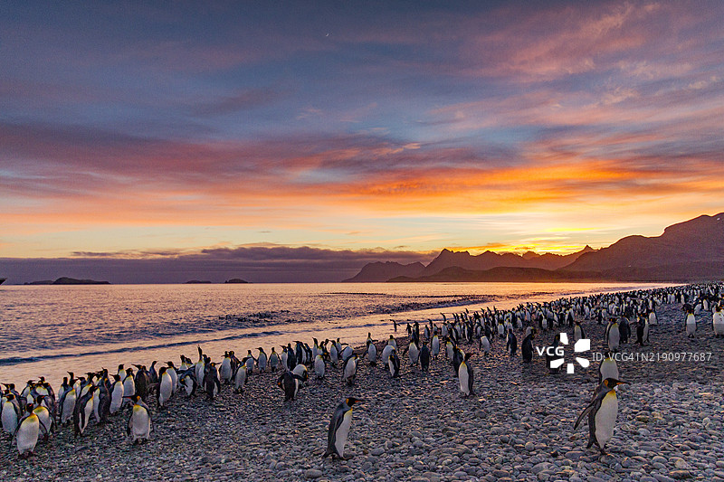 南乔治亚岛海湾的萨尔茨堡平原上，国王企鹅（Aptenodytes patagonicus）繁殖和筑巢群落的日出图片素材