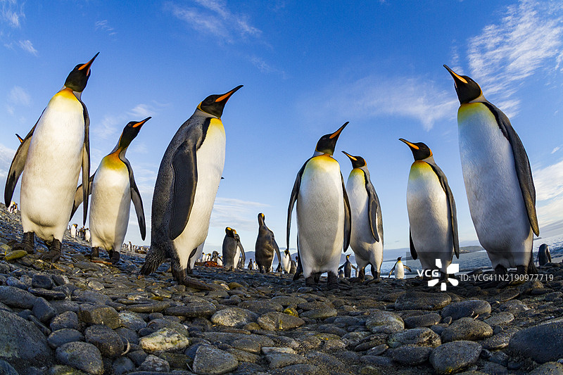 南极地区南乔治亚岛贝岛的索尔兹伯里平原，王企鹅（Aptenodytes patagonicus）繁殖和筑巢的群落图片素材