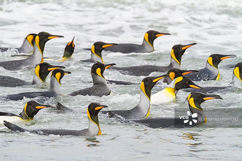 在南乔治亚岛的海湾群岛萨尔茨伯里平原的繁殖和筑巢殖民地附近，国王企鹅（Aptenodytes patagonicus）在海滩附近游泳。图片素材