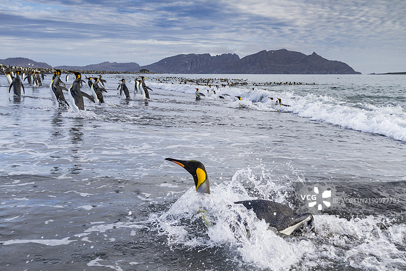 南极地区南乔治亚岛海湾的萨尔茨堡平原，王企鹅（Aptenodytes patagonicus）在繁殖和筑巢的栖息地海滩上。图片素材