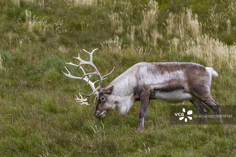 在南乔治亚岛斯特罗姆内斯湾，成年雄性驯鹿（Rangifer tarandus）在根除之前被引入。图片素材