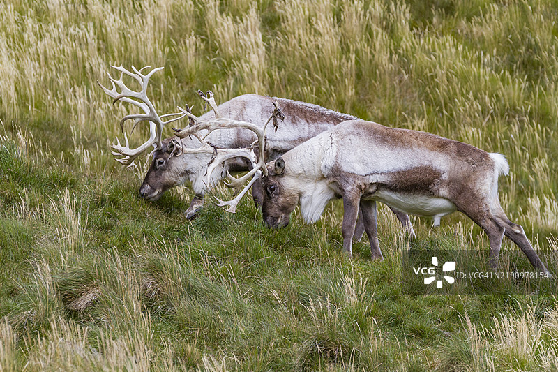 成年雄性驯鹿（Rangifer tarandus）在南乔治亚岛斯特罗姆内斯湾被引入并在根除之前的情况，极地地区图片素材
