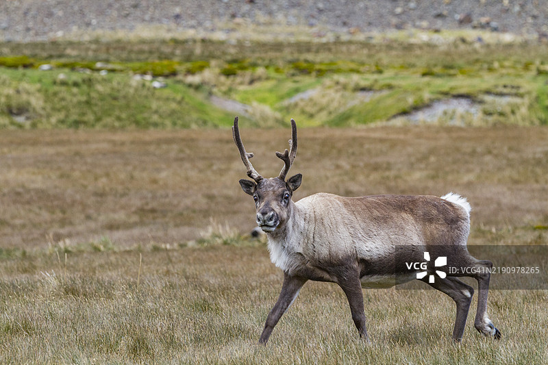 在南乔治亚岛斯特罗姆内斯湾，成年雄性驯鹿（Rangifer tarandus）在根除之前被引入。图片素材