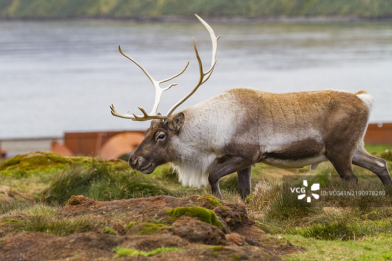 在南乔治亚岛斯特罗姆内斯湾，成年雄性驯鹿（Rangifer tarandus）在根除之前被引入极地地区。图片素材