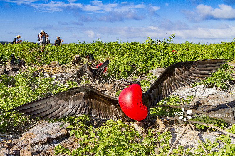 雄性大斑头燕鸥（Fregata minor）在繁殖羽毛中，红色喉囊，位于厄瓜多尔加拉帕戈斯群岛的基诺维萨岛（塔岛），联合国教科文组织世界遗产地，南美洲图片素材