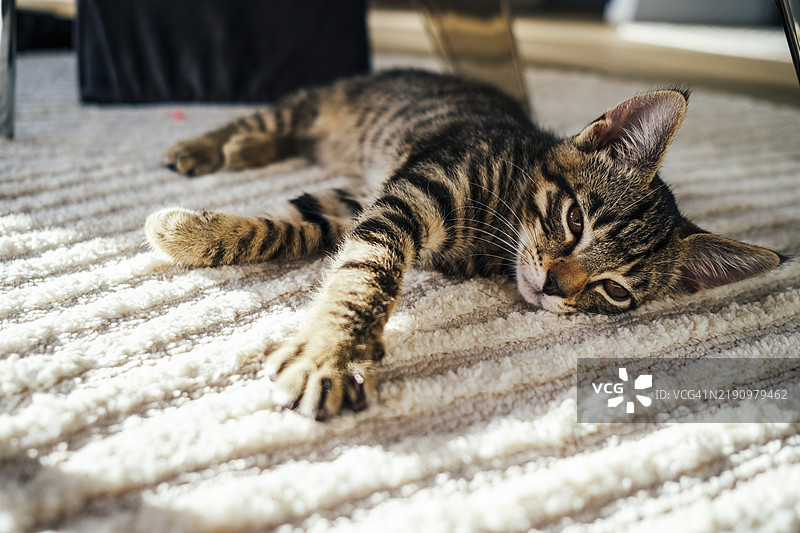 懒洋洋的虎斑小猫躺在地板上图片素材