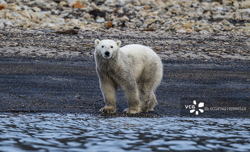 北极熊（Ursus Maritimus）在努纳武特的阿克塞尔·海伯格岛，加拿大北极，加拿大，北美图片素材