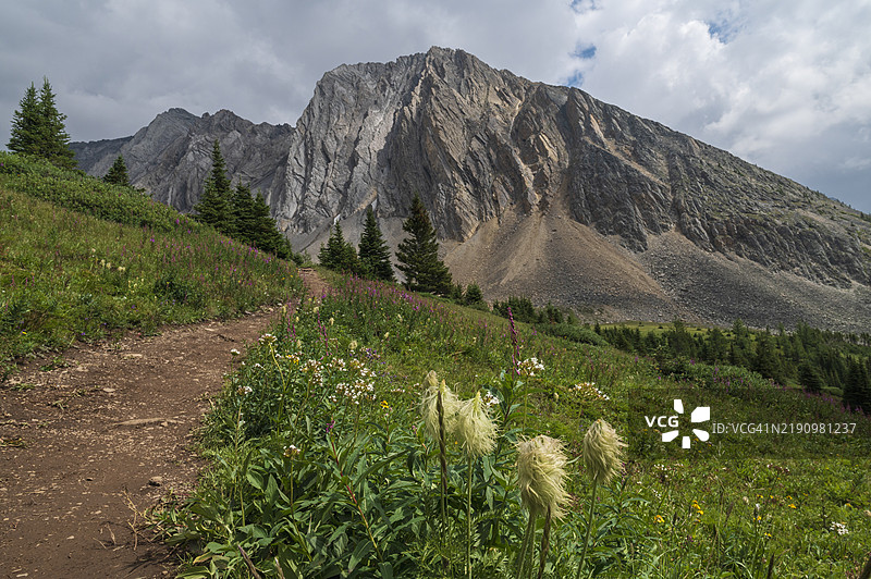 阿尔伯塔省卡那斯基斯国家公园的夏季，帕特米根环道沿途的高山野花草甸，盛开着白头翁的种子头。图片素材
