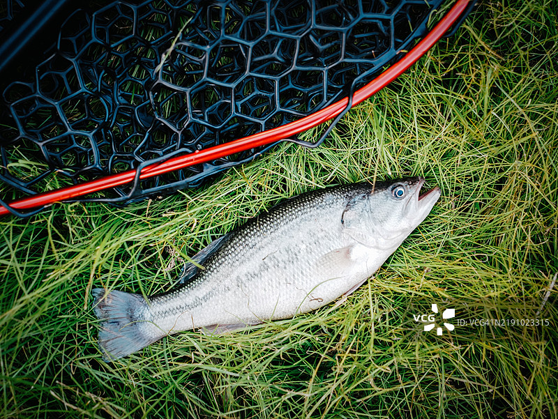 草坪上有海鲈鱼和渔网。图片素材
