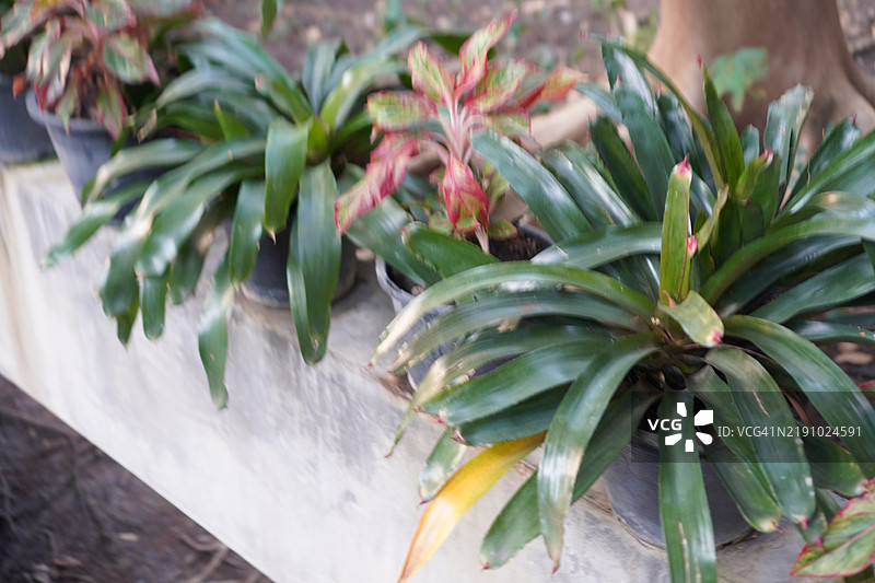 室内植物图片素材