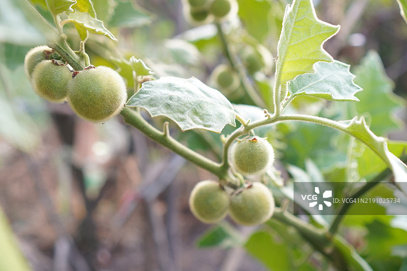 无花果图片素材