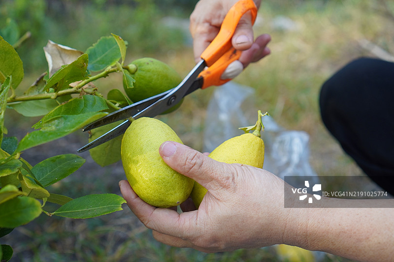 模糊自然背景中的树上柠檬，植物酸味水果青色蔬菜图片素材