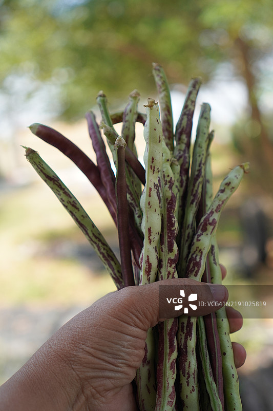 刀豆（Canavalia gladiata）生鲜蔬菜，长豆图片素材