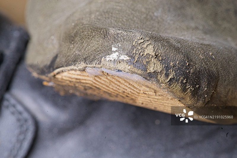 旧皮鞋图片素材