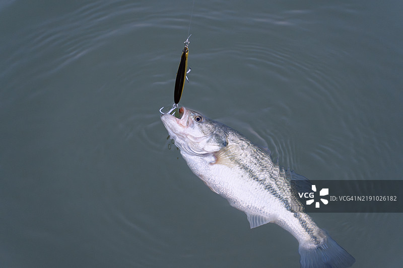 捕获的鱼被带到水面上图片素材