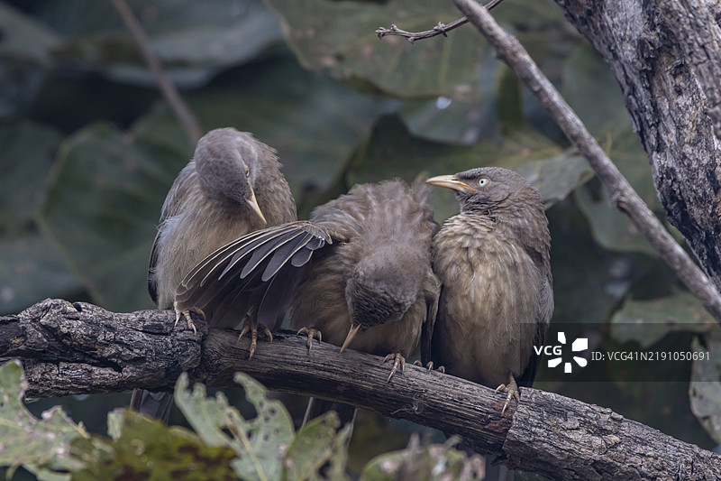 丛林八哥图片素材