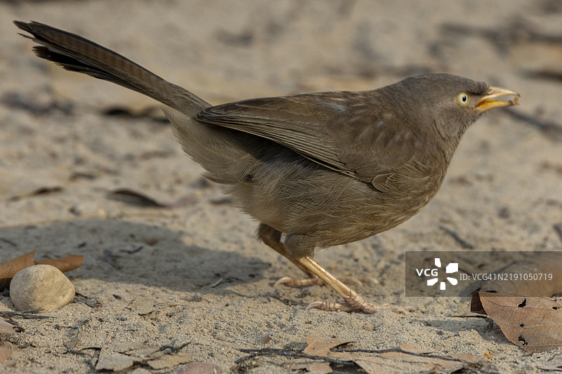 丛林八哥图片素材