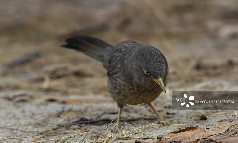 丛林八哥图片素材