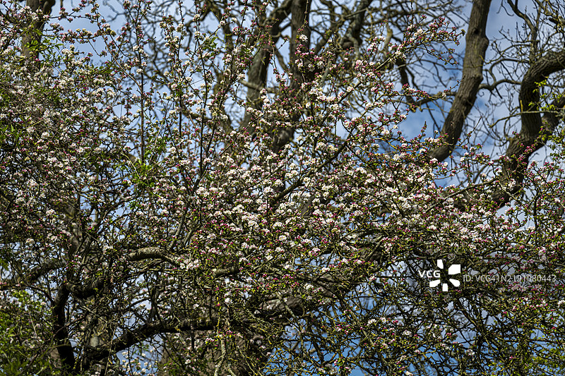 在布里斯托尔的普赖尔斯森林附近生长的海棠花树图片素材