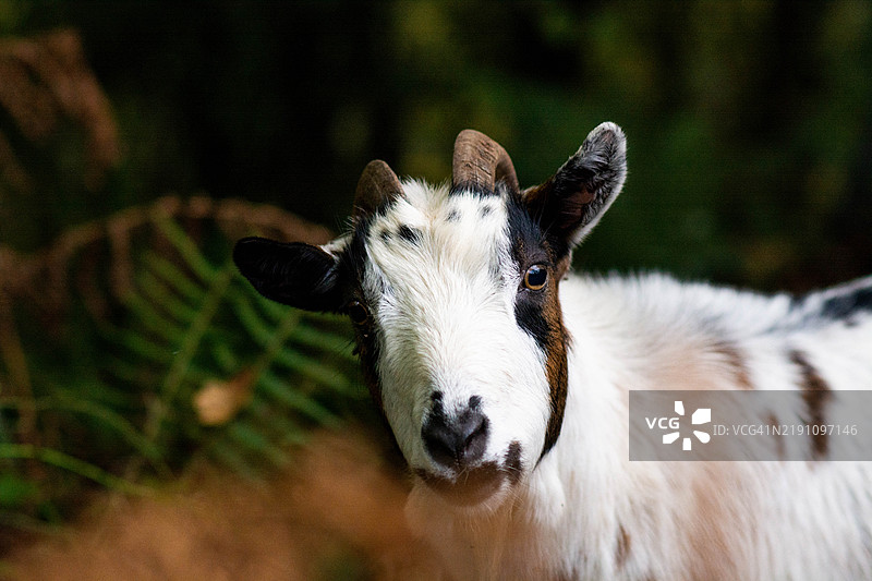 乡村生活，田野中一只山羊的特写。图片素材