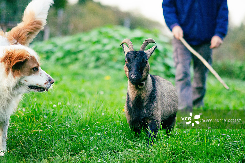 牧羊犬在行动，带领一只流浪山羊。图片素材