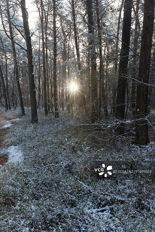 荷兰波斯班克附近森林中的日出图片素材