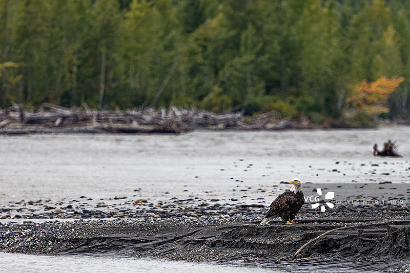 塔尔基特纳河上的鹰图片素材