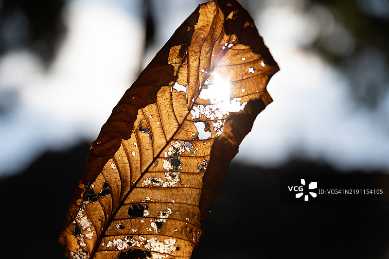 秋天的叶子图片素材