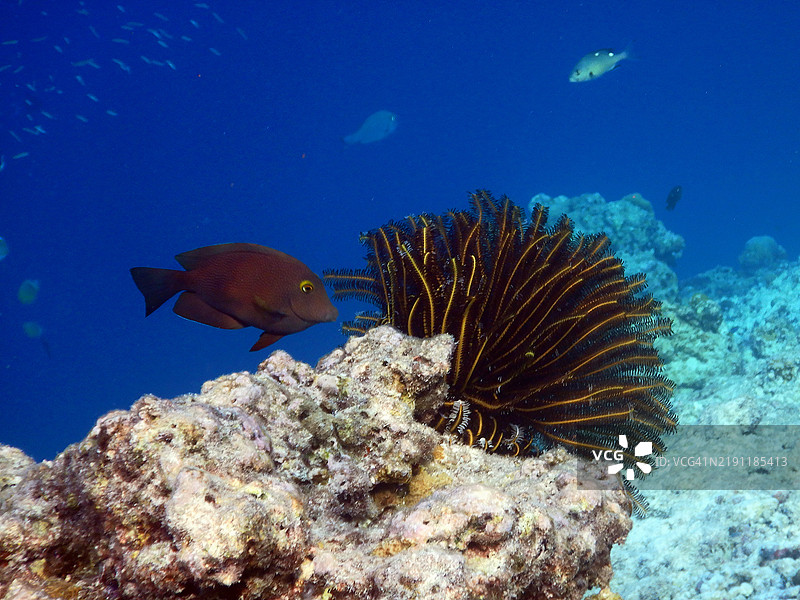 黑色外科鱼与本内特羽星（Anneissia bennetti），马尔代夫共和国的Embudu或Embudhu或Emboodhoo岛图片素材