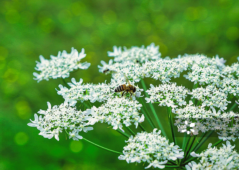 蜜蜂在白色花朵上采蜜的特写镜头。照片拍摄于白天。2024年6月，意大利。图片素材
