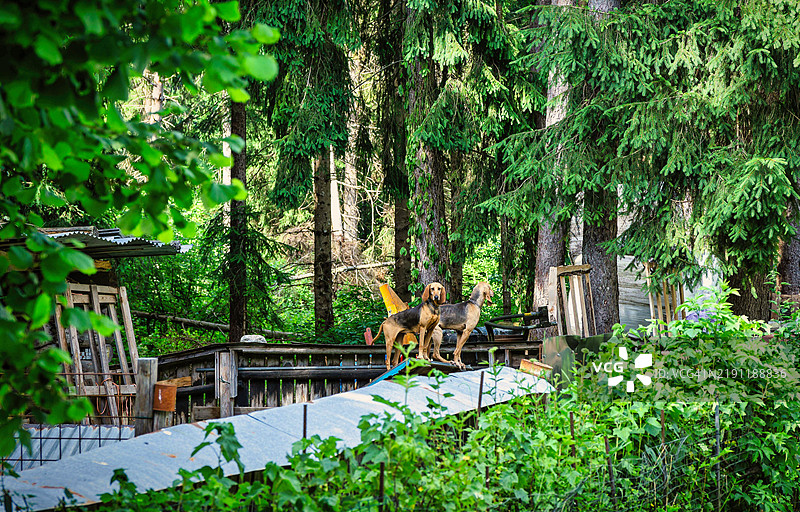 2024年6月在意大利威尼托地区圣斯特凡诺·迪·卡多雷的森林中拍摄的照片。照片中可以看到两只意大利猎犬在森林中，专注地守护和保护它们的领地。照片是在白天拍摄的。图片素材