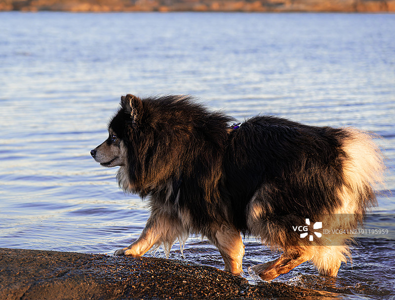 狗在非常寒冷的海水中洗了个小澡图片素材