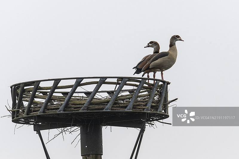 埃及雁（Alopochen aegyptiacus）栖息在人工鹳巢上，德国下萨克森州埃姆斯兰，欧洲图片素材