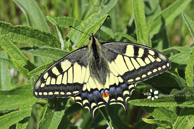凤蝶，马哈翁凤蝶图片素材