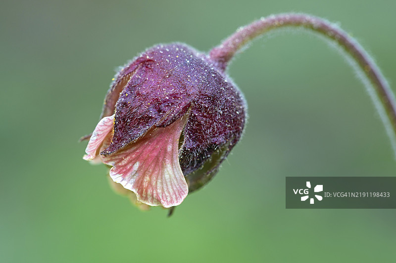 水葱，红花草图片素材