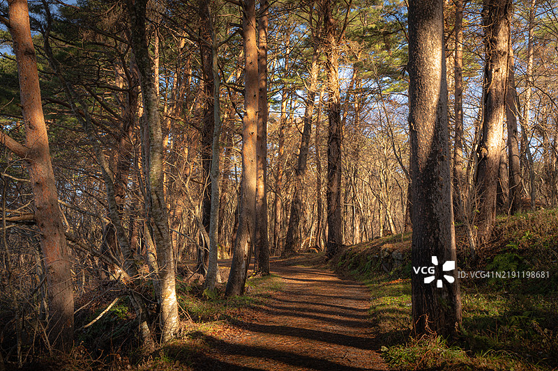 福岛的森林沐浴在温暖的阳光下图片素材