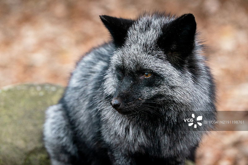黑狐特写图片素材