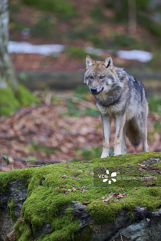 欧洲灰狼（Canis lupus）德国巴伐利亚，欧洲图片素材