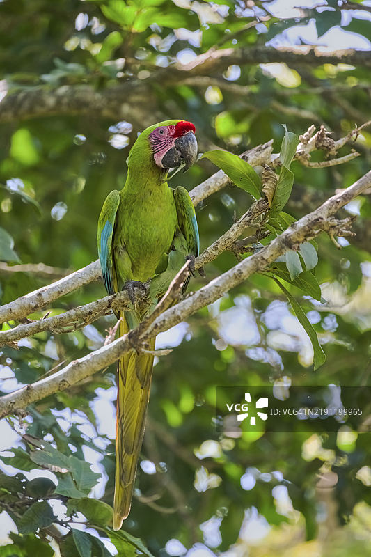 伟大的绿色金刚鹦鹉（Ara ambiguus）哥斯达黎加图片素材