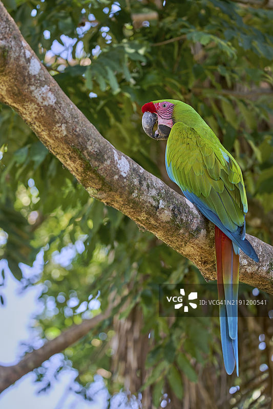 伟大的绿色金刚鹦鹉（Ara ambiguus）哥斯达黎加图片素材