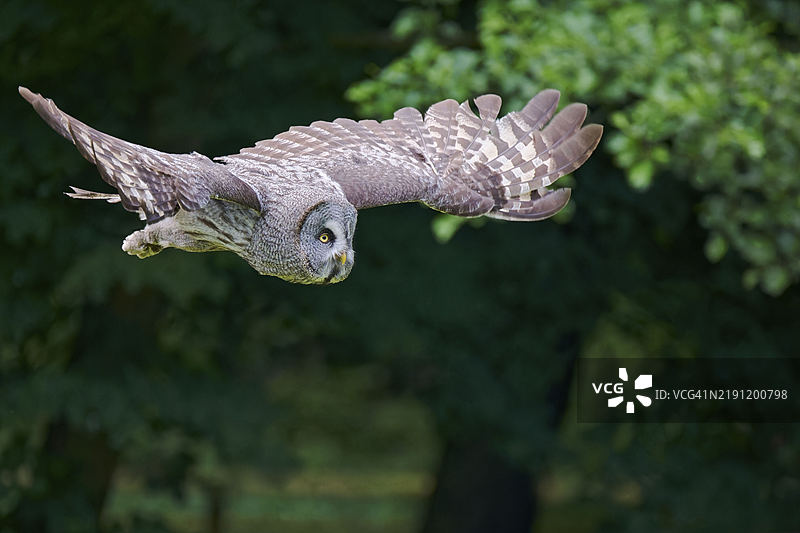 飞行中的胡须猫头鹰（Strix nebulosa），圈养，德国下萨克森，欧洲图片素材