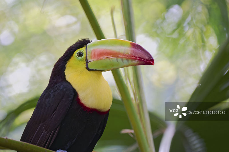 捕鱼巨嘴鸟（Ramphastos sulfuratus）哥斯达黎加图片素材