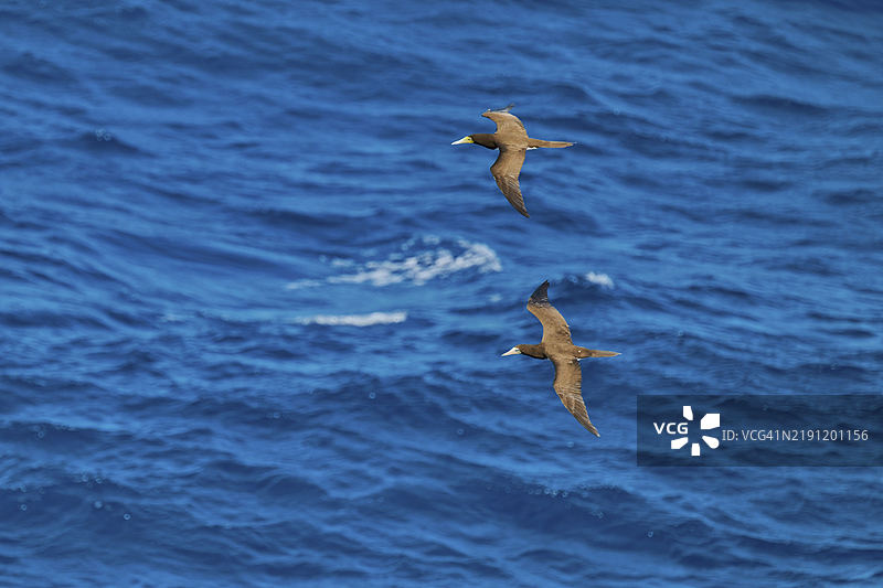 白腹鲣鸟在飞行中（Sula leucogaster）加勒比海图片素材