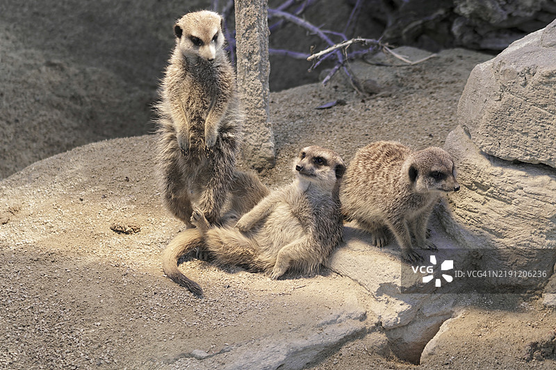 三只猫鼬以放松的姿势出现，一只直立，其他两只坐在岩石上，猫鼬或称为沙丘猫鼬（Suricata suricatta），被圈养，分布于南部非洲。图片素材
