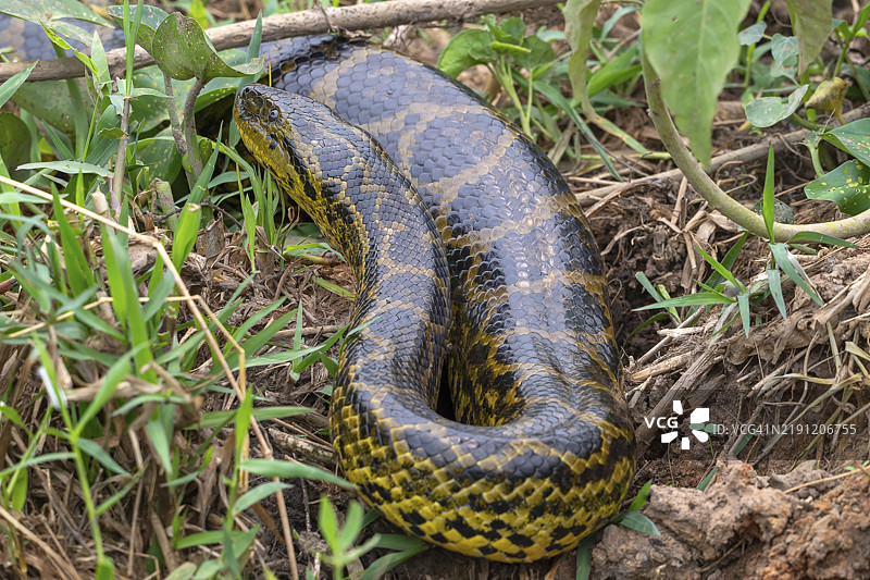 黄蟒（Eunectes notaeus），也称为巴拉圭蟒或南方蟒，蟒科（Boidae），缠绕蛇，潘塔纳尔，内陆，湿地，联合国教科文组织生物圈保护区，世界遗产，湿地，巴西马托格罗索，南美洲图片素材