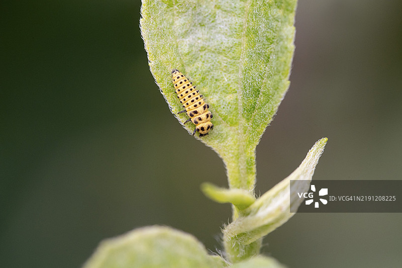 二十二点瓢虫(Psyllobora vigintiduopunctata),幼虫在叶子上,德国北莱茵-威斯特法伦,欧洲图片素材