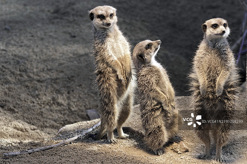 三只站立在沙地环境中的狐獴（Suricata suricatta），圈养，分布于南非。图片素材