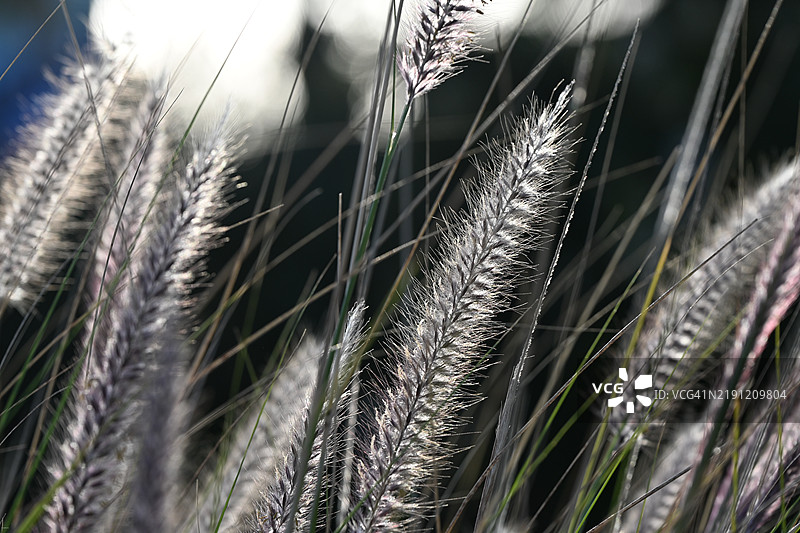 冬季的喷泉草图片素材
