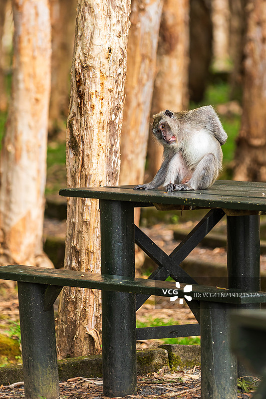 猴子在公园的桌子上抓背的特写镜头图片素材