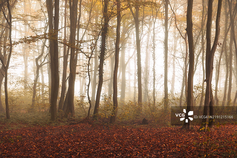 秋天森林中的树木图片素材
